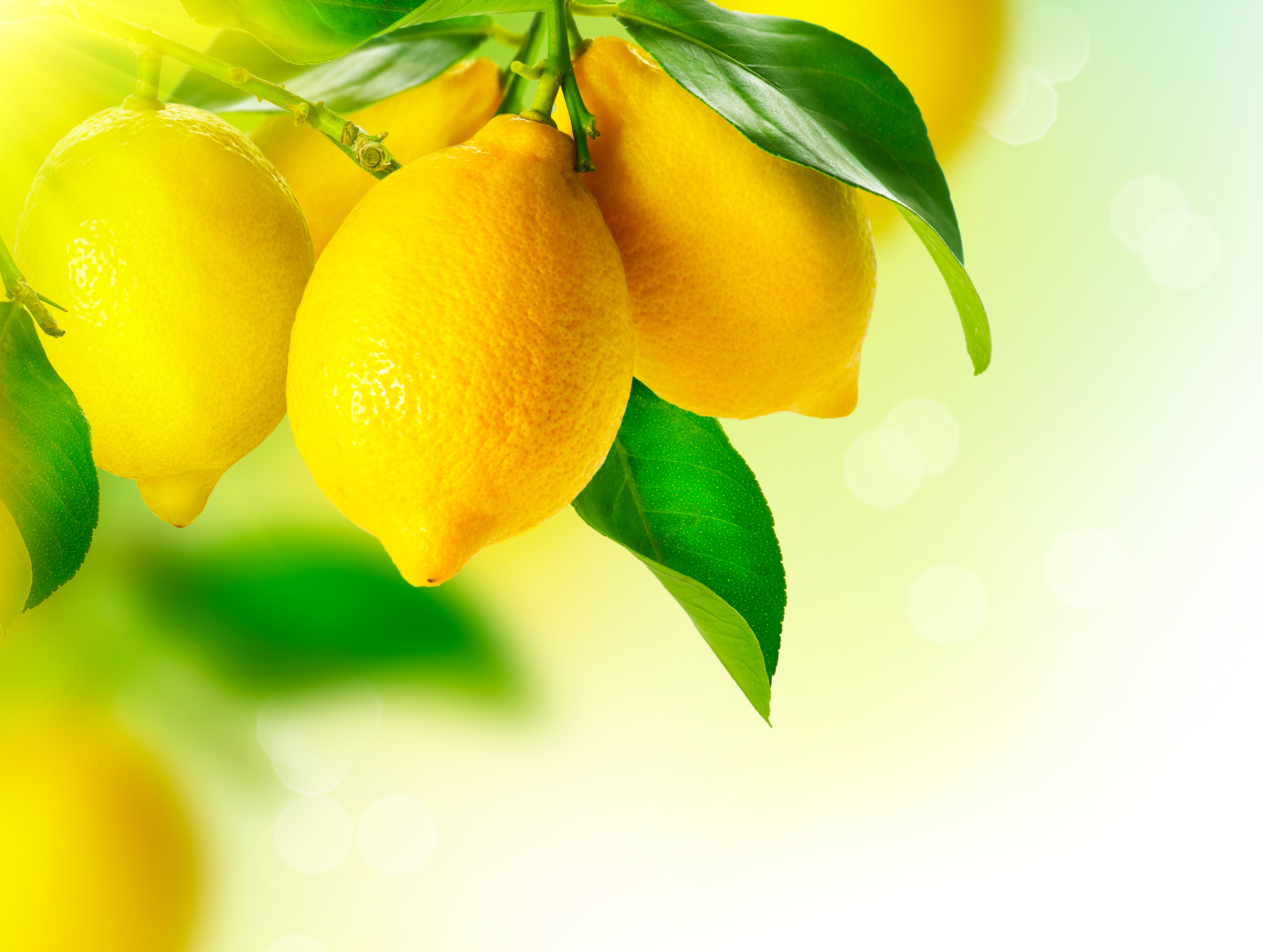 еда лимон крупный план без смс